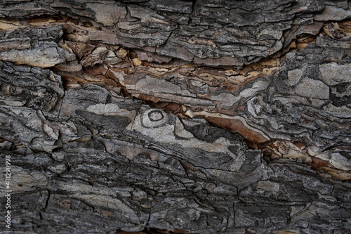 Tree bark macro texture, aged wood, cracks on the tree, old tree in the park photo background for screensaver and print