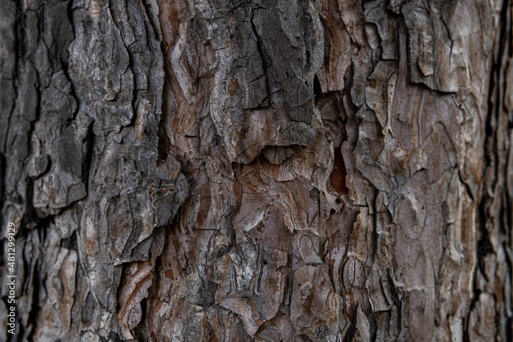 Tree bark macro texture, aged wood, cracks on the tree, old tree in the park photo background for screensaver and print Tree bark macro texture, aged wood, cracks on the tree, old tree in the park photo background for screensaver and print