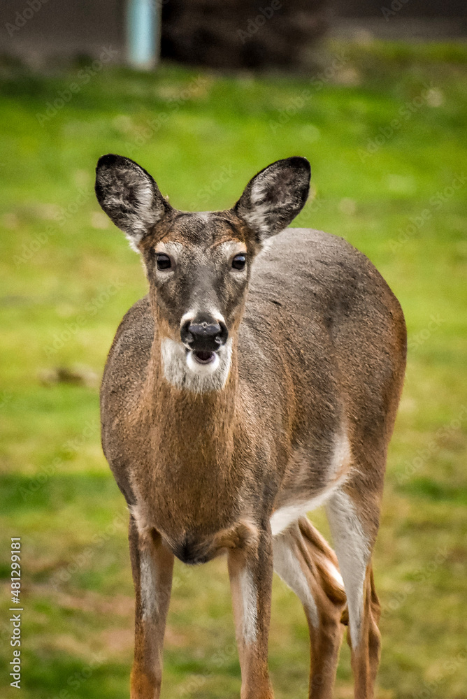 Fototapeta premium white deer