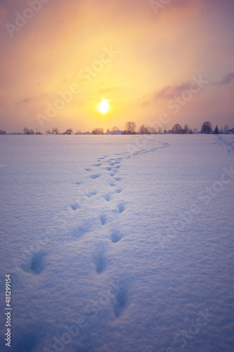 A beautiful winter morning landscapes with human feet tracks through the snow. Snowy sunrise scenery of Northern Europe.