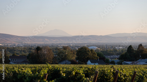 Yakima Landscape - Vineyard, Sundome & Adams photo