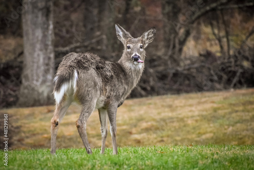 deer sticking out tongue © Kayla