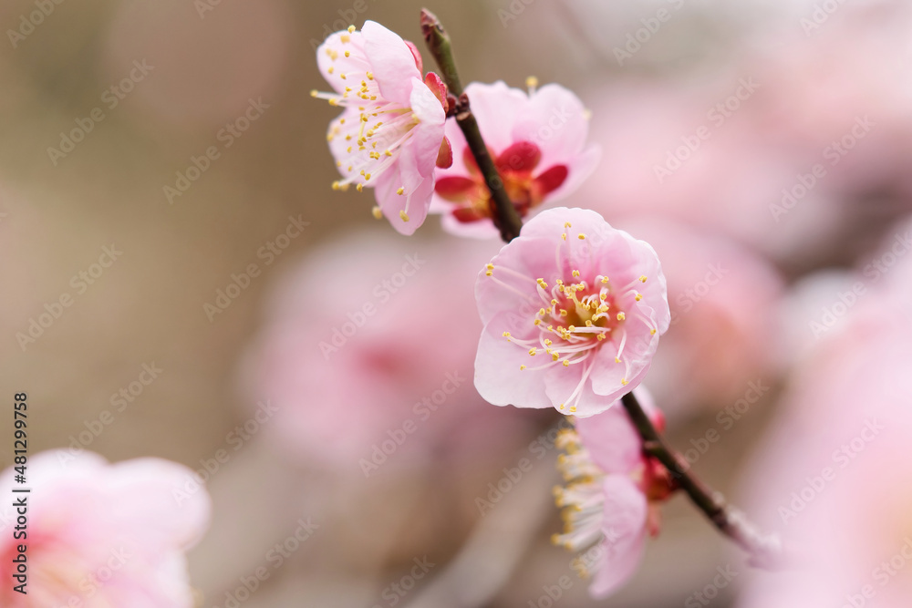 Flowers in spring series: close up of plum blossoming in spring with nature blury background. Flowers in spring series: close up of plum blossoming in spring with nature blury background.