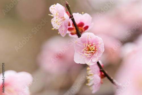 Flowers in spring series: close up of plum blossoming in spring with nature blury background.