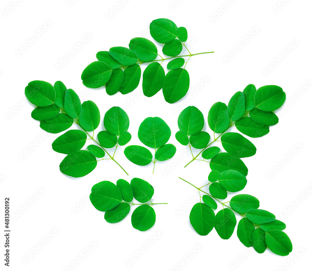 Moringa leaves isolated on white background. Moringa leaves isolated on white background.
