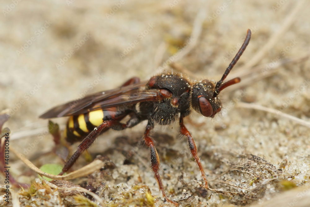 Closeup on a kleptoparasite female Early Nomad Bee , Nomada leucopthalma sitting on the ground