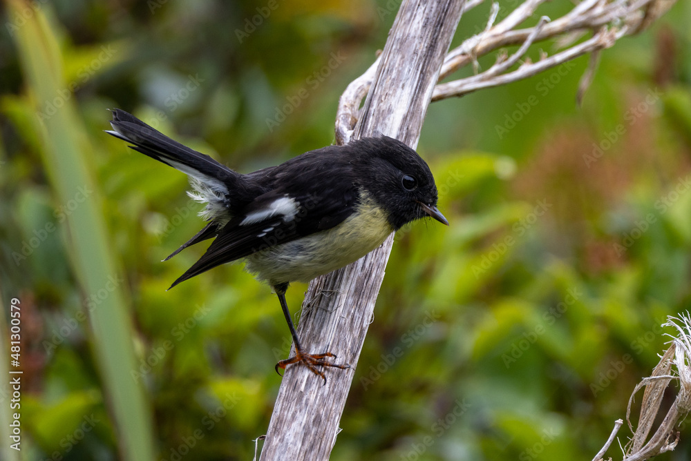 Obraz premium New Zealand South Island Tomtit