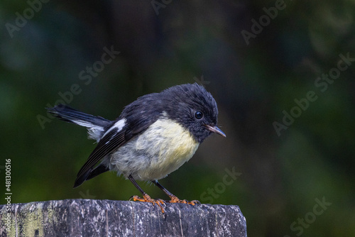 Bild auf Leinwand New Zealand South Island Tomtit