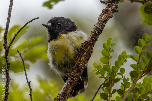 Valokuva New Zealand South Island Tomtit