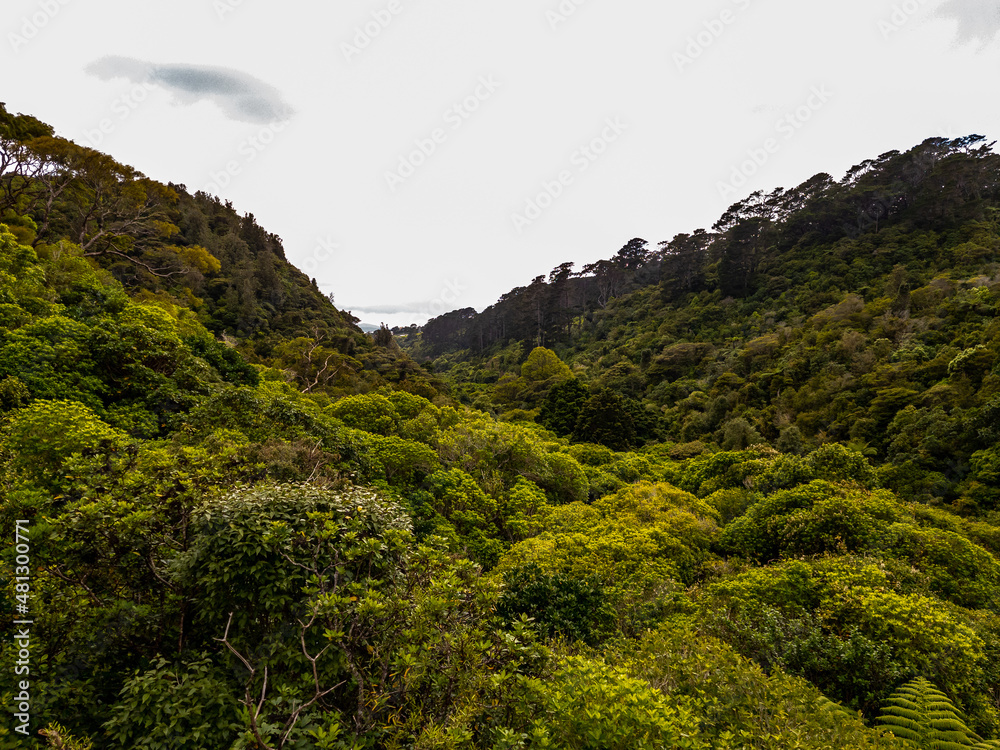 Obraz premium Zealandia Wildlife Sanctuary in Wellington, New Zealand