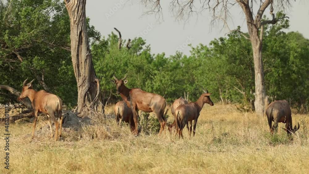 Wide shot of a herd of tsessebes feeding on the dry plains in Khwai Botswana. Wide shot of a herd of tsessebes feeding on the dry plains in Khwai Botswana.