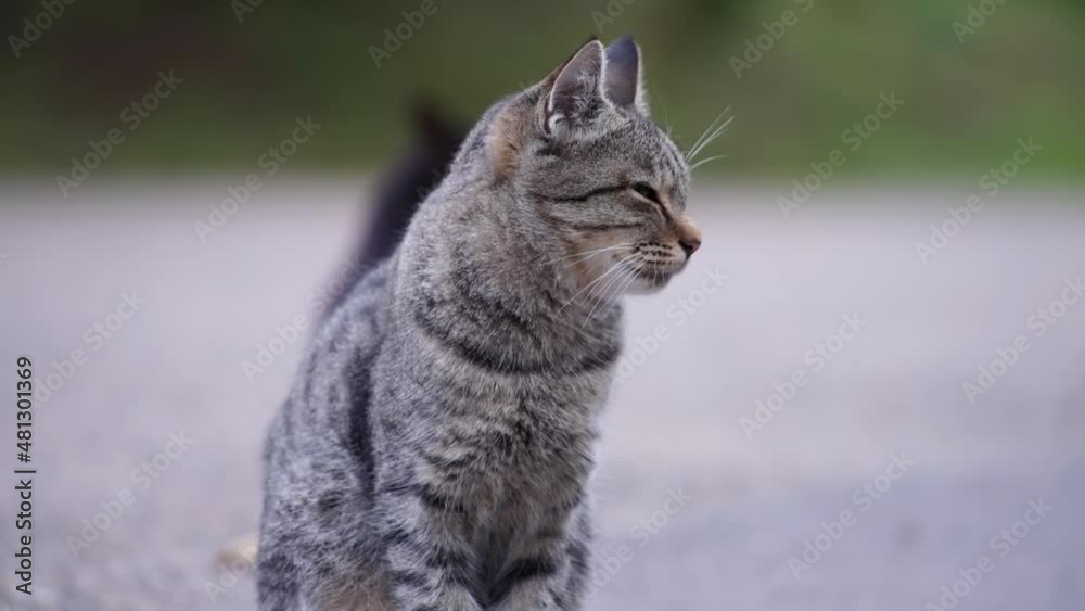 Grey tabby cat with green eyes sitting on a road in a park. Slow motion. Grey tabby cat with green eyes sitting on a road in a park. Slow motion.