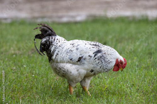 backyard chicken in grass 