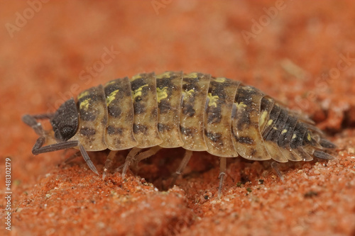 Closeup on an adult black-headed woodlouse, Porcellio spinicornis, sitting on a red brick