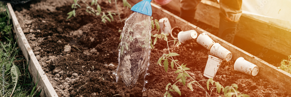 Fototapeta premium irrigating water from a watering can into the soil in the garden bed for planting seedlings of organic tomato plant sprouts in the backyard of homesteading. subsistence agriculture. banner. flare