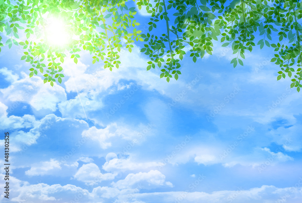 Fototapeta premium 新緑 葉 風景 背景