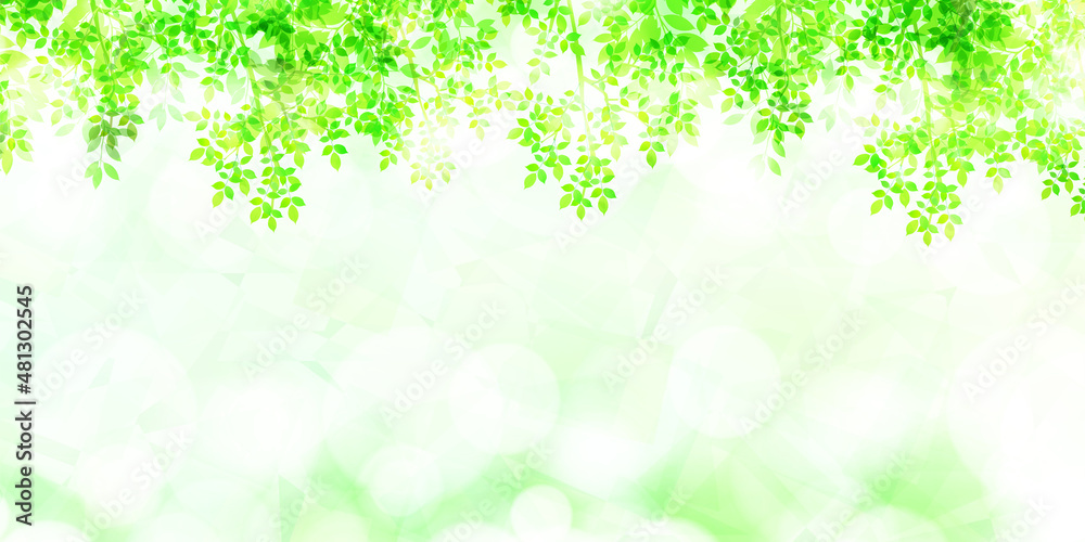 新緑 葉 風景 背景 新緑 葉 風景 背景