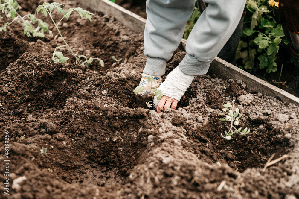 female elderly hands of senior woman planting seedlings of green sprouts of vegetable plant tomatoes in the soil of earth in a garden bed in backyard of village homesteading. subsistence agriculture female elderly hands of senior woman planting seedlings of green sprouts of vegetable plant tomatoes in the soil of earth in a garden bed in backyard of village homesteading. subsistence agriculture