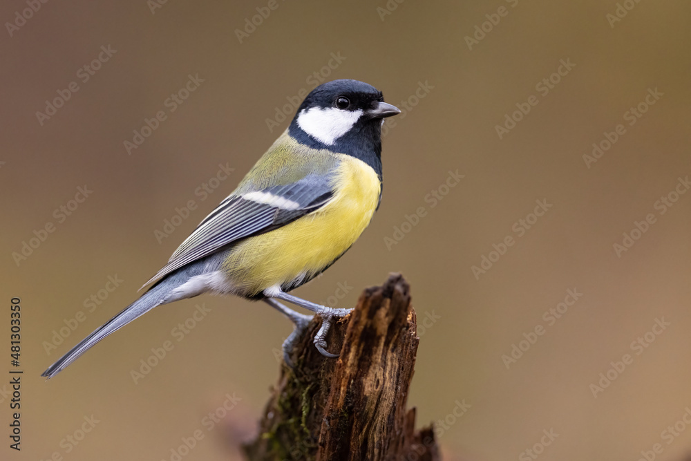 The Blue tit (Parus Major) sitting on branch. wildlife The Blue tit (Parus Major) sitting on branch. wildlife