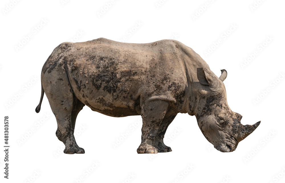 Obraz premium Big rhino with dried-mud cover the whole body, rhino in act of eating food on ground, side view with full body. Isolated rhino on white background.