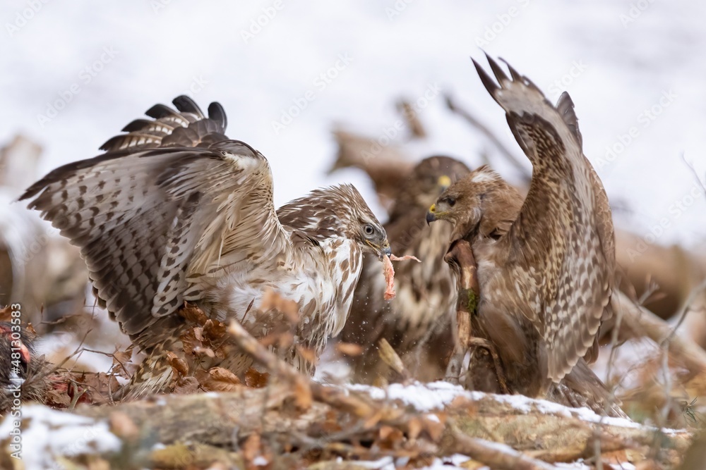 Fototapeta premium Common buzzard ( buteo buteo ) duel of predators for prey. Wildlife scenery. Birds of prey.