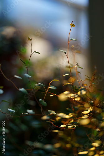 Macro shot of fresh green sprouts maidenhair vine plant Muehlenbeckia complexa in sunlight at home garden, blurred background. Creeping wire vine. Delicate indoor ornamental houseplant .  photo