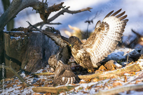 Common buzzard ( buteo buteo ) duel of predators for prey. Wildlife scenery. Birds of prey. photo