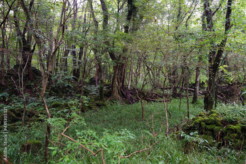 Fototapeta premium a dense autumn forest with old trees