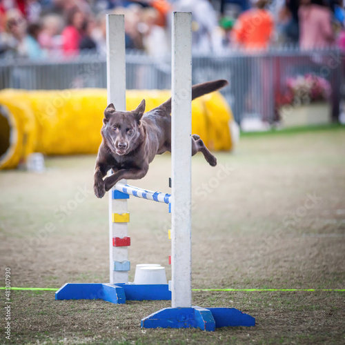 The dog agility competition at the Sydney Easter Show is a must-see event.