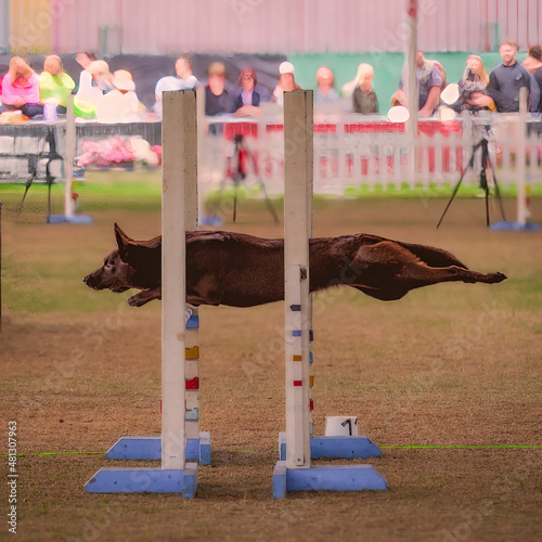 Canvas Print The dog agility competition at the Sydney Easter Show is a must-see event