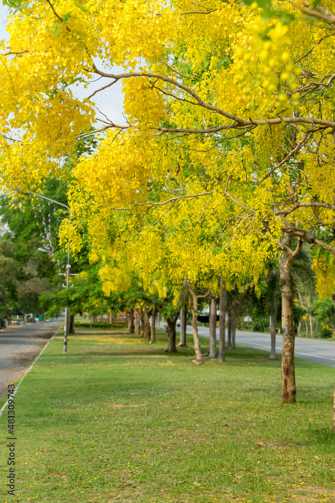 Naklejka premium autumn trees in the park