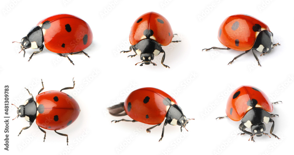 Fototapeta premium Set with beautiful ladybugs on white background. Banner design