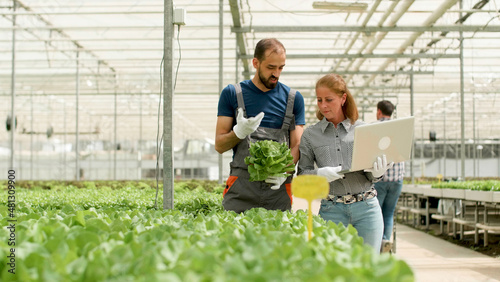 Fotografiet Gardener man discussing cultivated green vegetables with agronomist businesswoman typing farming production on laptop working in greenhouse plantation