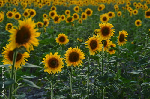 sunflower field