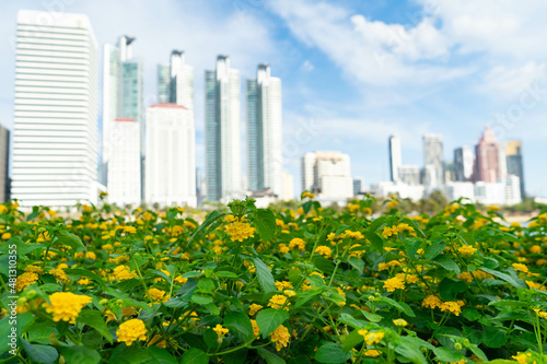 Focus at Cloth of Gold, Hedge Flower or Lantana Camara is blooming with green leaf and high-building,blue sky background at the park of Bangkok,Thailand.