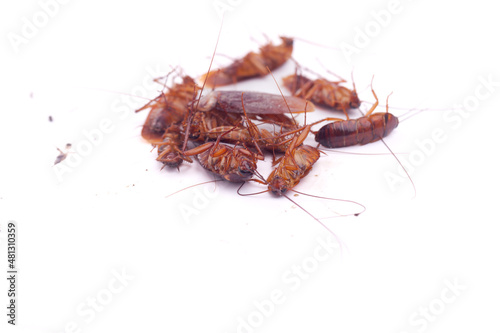 cockroachs deated on white background © BigKhem