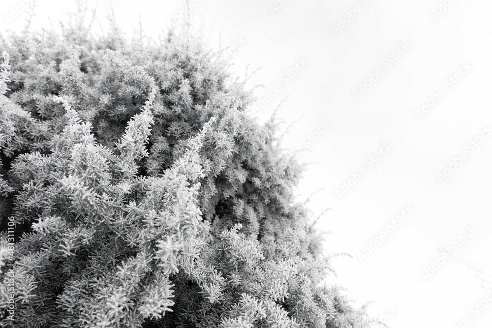 juniper bush covered with frost on a frosty day on a white isolated background with copy-space