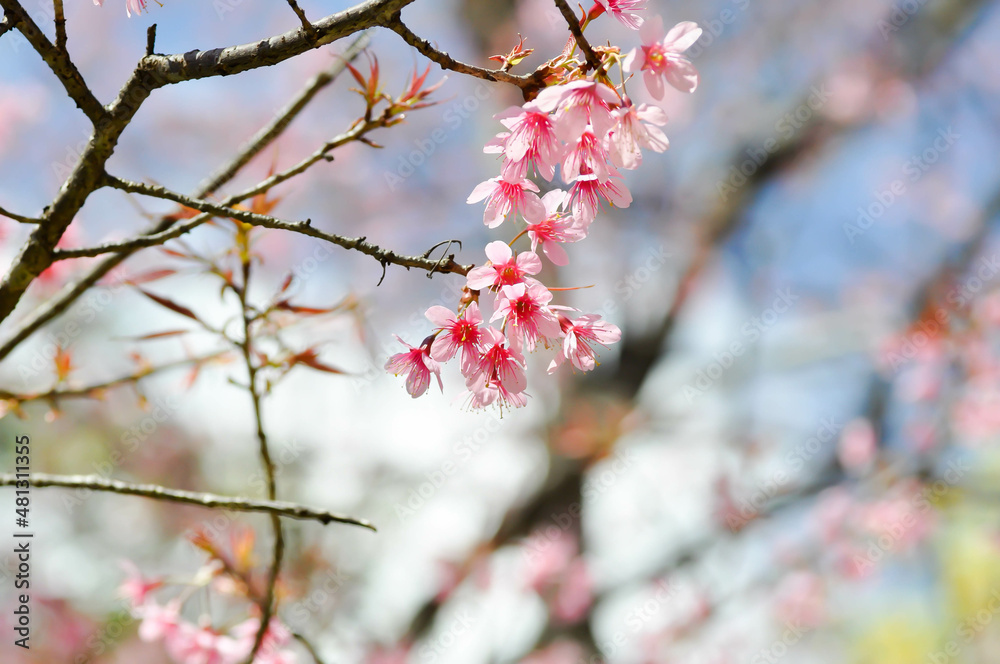 wild himalayan cherry or prunus cerasoides, sakura