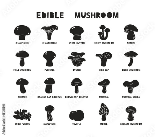 Edible mushrooms with name, black silhouette icons set. Vector illustration of champignon, boletus, porcini, shiitake, truffle, morel, russula. Hand drawn isolated pictogram on white background