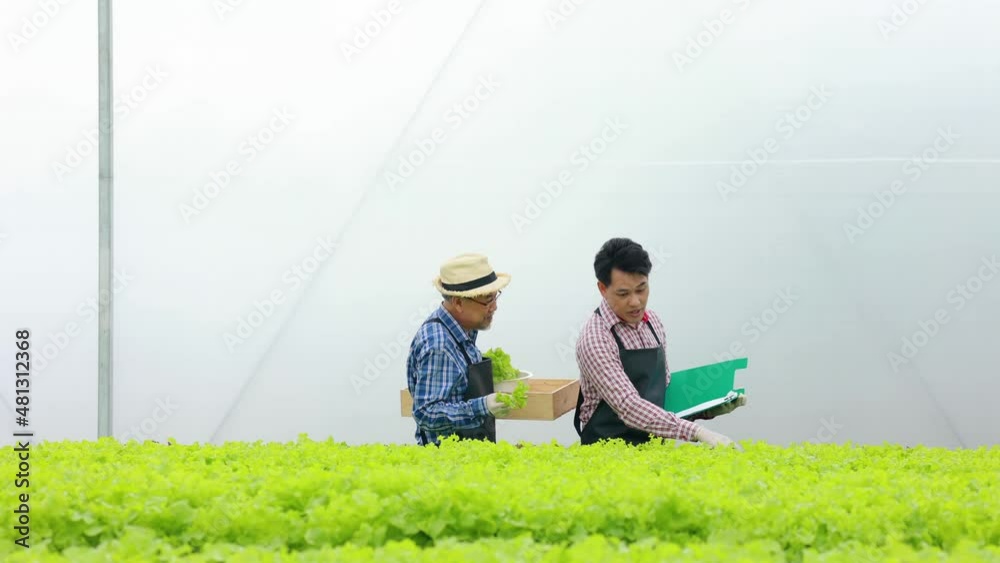 Small business owner and startup concept. Asian senior man farmer and young male worker working in hydroponics vegetable farm. Small business owner and startup concept. Asian senior man farmer and young male worker working in hydroponics vegetable farm.