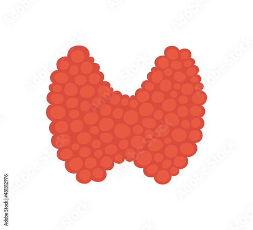 Thyroid gland in flat style. Drawing of a healthy thyroid gland. Vector illustration isolated on white background. photo