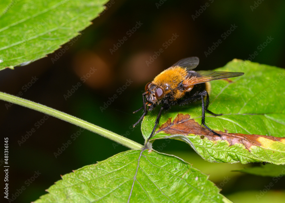 A close-up view of a fluffy black and yellow fly on a tree leaf A close-up view of a fluffy black and yellow fly on a tree leaf