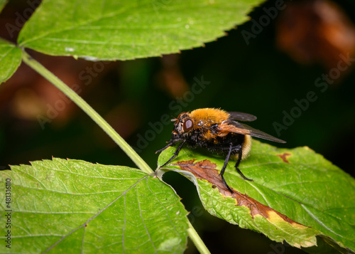 A close-up view of a fluffy black and yellow fly on a tree leaf
