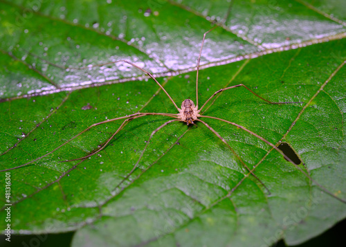 Close-up view of a brown spider on a green leaf
