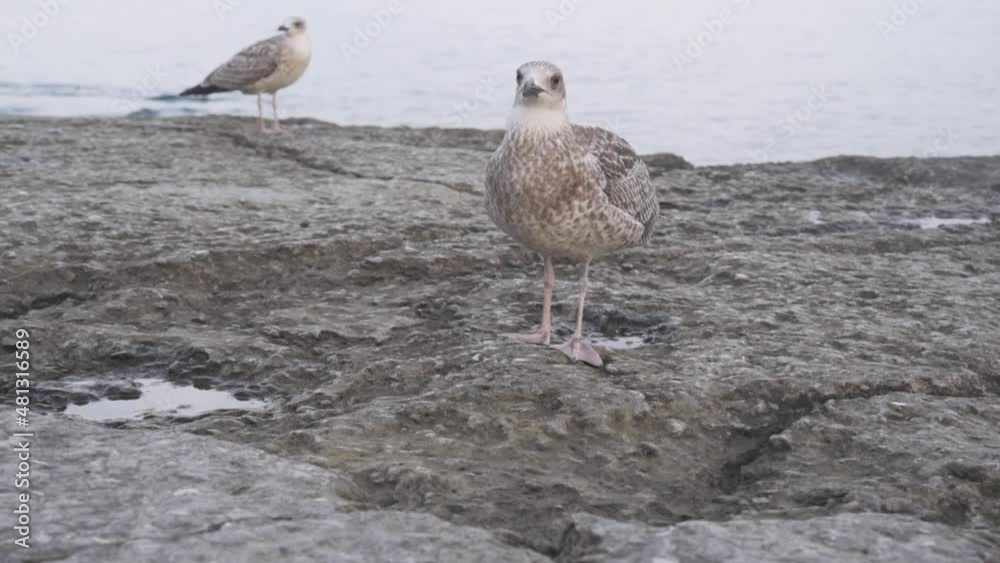Seagull walking on the beach and looking for food Seagull walking on the beach and looking for food