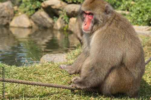 Canvas Print Boss monkey of Japanese macaque with a macho body is sitting at the shore of the pond