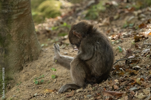 Little Japanese macaque is sitting on the slope and scratching the stretched legs with its finger. © Nagara