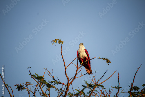 eagle in flight
