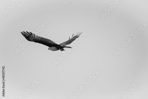 eagle in flight