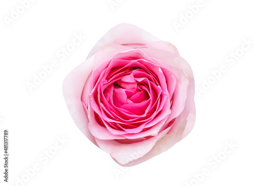 Rose pink soft skin flower isolated on white background top view   clipping path
